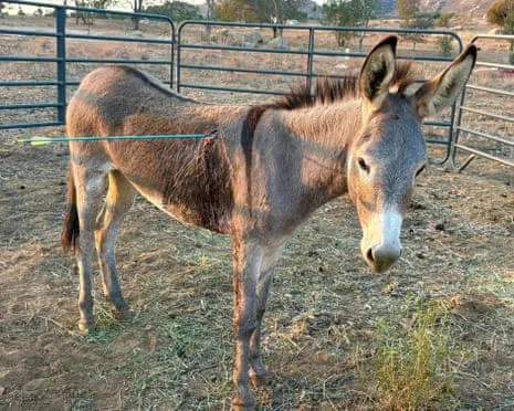 Wild Ass Healing Following Latest Projectile Strike on Free-Roaming Asses in the Golden State