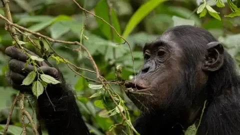 Apes Consuming the Equivalent of an Alcoholic Beverage Each Day from Overripe Fruits, Study Finds