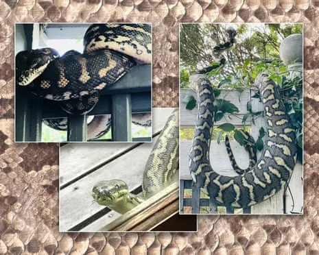 Accepting the Snakes in My Ceiling: An Evolution from Fear to Fascination